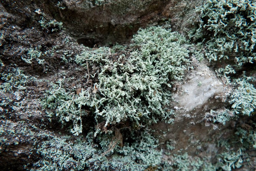 Leprocaulon microscopicum-3